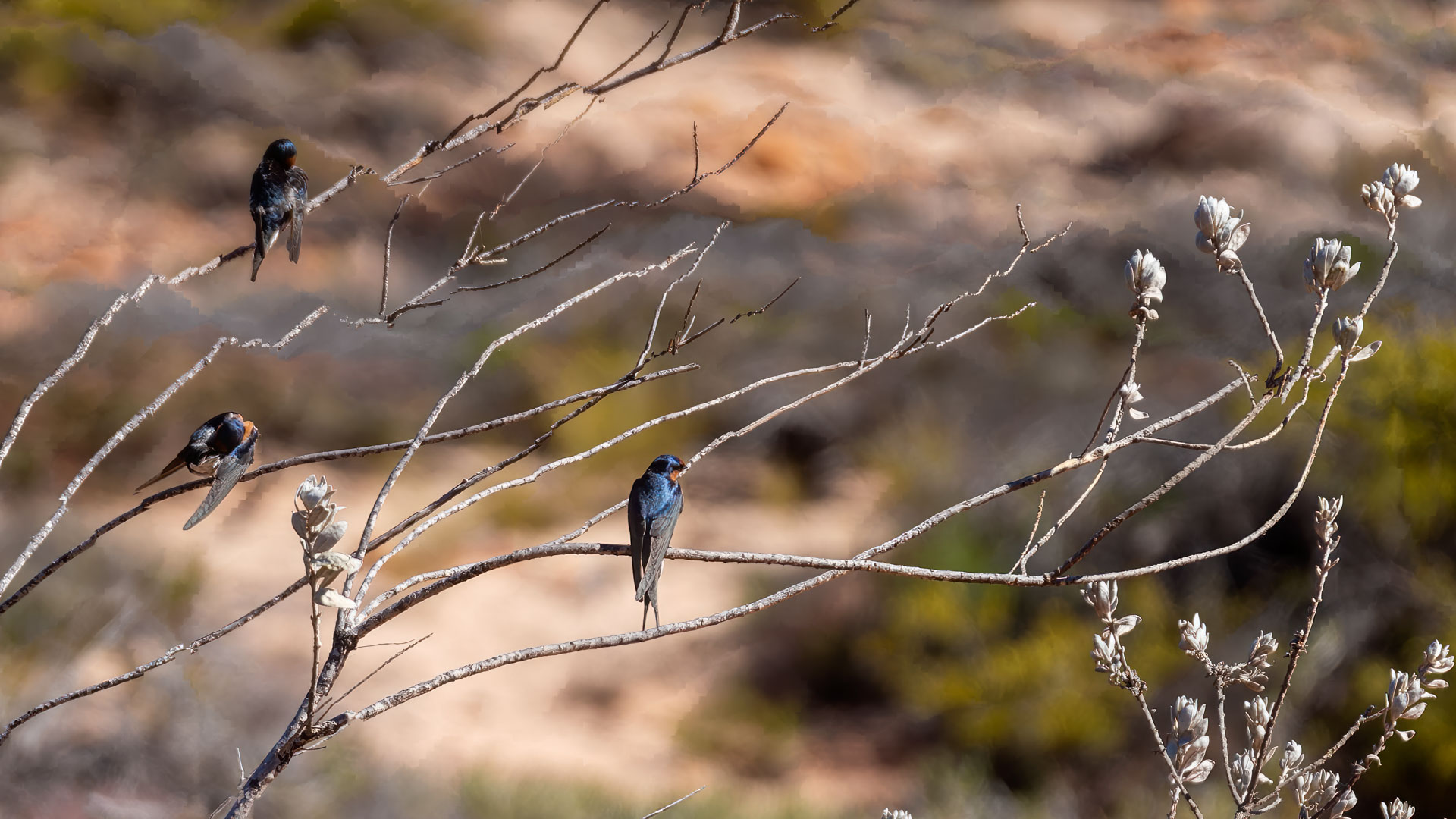 Kalberri - Wanderung vom Red Bluff Lookout nach Pot Alley